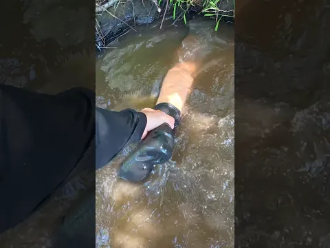 Kid risks his life and gets ate by catfish! #fishing