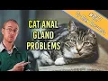 Cat Anal Glands the problems signs and treatment - Cat Health Vet Advice