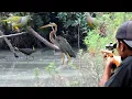 Download Lagu BERBURU BURUNG PUNAI \u0026 BURUNG SAWAH KETIKA POIN BURUNG CANGAK MERAH‼️best hunting with air rifle