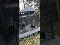 My Dog Kennel Set Up