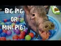 How big is a Mini Pig
