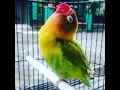 Download Lagu Audio masteran Lovebird Kusumo durasi panjang 4 jam nonstop