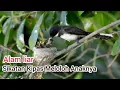 Download Lagu Sikatan Kipas Meloloh Anaknya