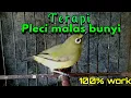 Download Lagu Masteran PLECI gampang masuk \u0026 di ingat.