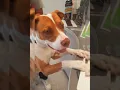 His first grooming appointment at PetCo
