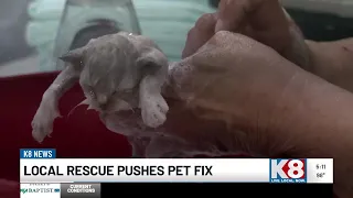 Non-profit hosts low-cost spay and neuter clinic as animal overpopulation crisis grows