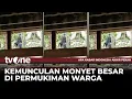 Lagu Hewan Primata Besar Muncul Buat Warga Takut | tvOne