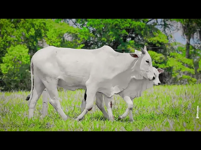 Novilha Nelore MMAR - 3454 