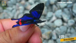 10 Most Beautiful Butterflies Ever - Feast Your Eyes 😍