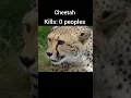 Download Lagu Big cat Kills #viralvideo #youtubeshorts