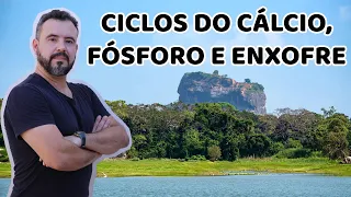 Ciclos Biogeoquímicos (Cálcio, Fósforo e Enxofre)