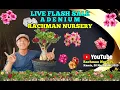 🔴Live Flash Sale Adenium Bunga Tumpuk dan Karakter (21 November 2025) #rachmannursery #adenium