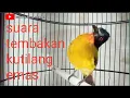 suara tembakan kutilang emas