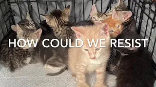 17 kittens