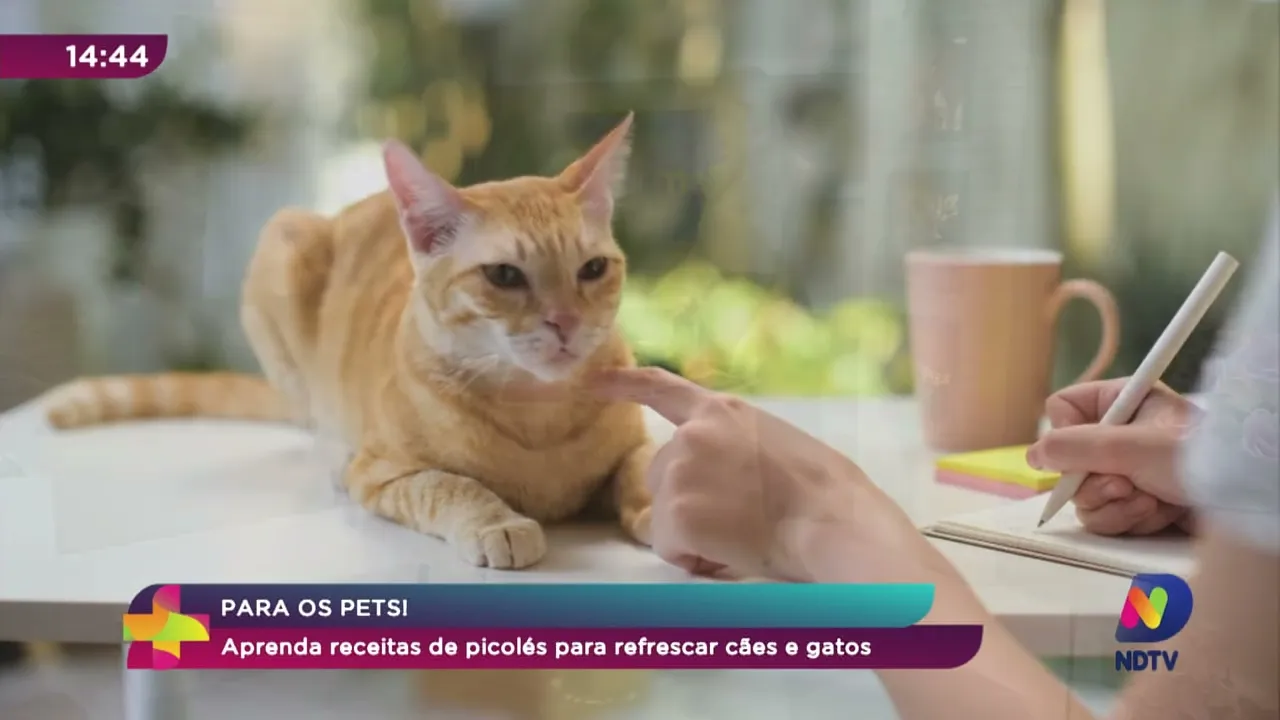 Aprenda receitas de picolés para refrescar cães e gatos