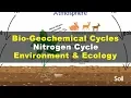 What is Nitrogen Cycle Environment Ecology