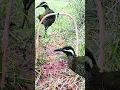 Download Lagu Tikling trap very effective #birdtrap #shorts #viral