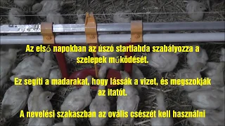 Pulykaitatás