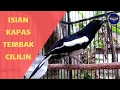 Download Lagu kacer isian kapas tembak - cililin