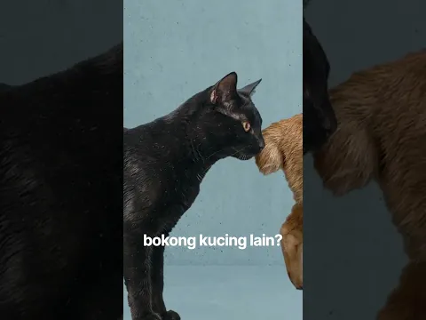 KENAPA KUCING CIUM BOKONG KUCING LAIN? #shorts