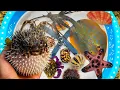 Download Lagu Tangkap ikan buntal dan kerang, kelomang, ikan pari, ikan hias, gurita, ikan laut, kepiting, lobster