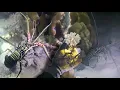 Download Lagu Struck a Lobster Hotspot! Big Night Catch – Diving for Seafood in the Dark