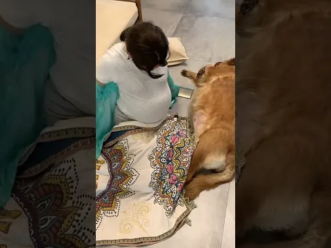 感情不靠谱， 只有狗子真心对我 #夫妻日常 #funny #美女搞笑  #goldenretriever