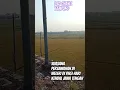 Download Lagu PEMANDANGAN YANG INDAH DI PERSAWAHAN WELERI KENDAL JAWA TENGAH(@1SDCHANELKAMPUNG