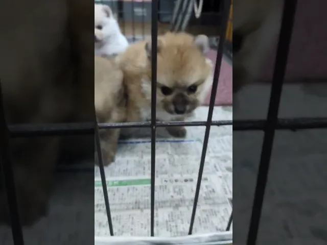 動画