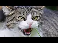 Joan Baez - Farewell, Angelina  [HD]+
