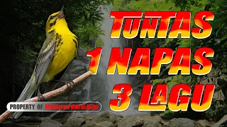 masteran sambung susun 1 nafas 3 pukulan incaran juri masteransusun masteransambung masteranmurai