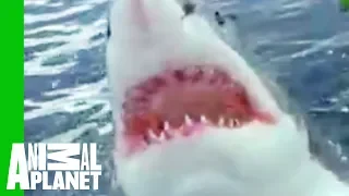 croc vs the great white animal face off