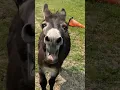 Download Lagu Donkey funny sound.|What do you think he said?😆 #funny #sound #viral #india #animalsounds #donkey