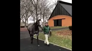 الفحل اورقيت لاسطبلات جودمنت 