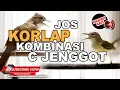 Download Lagu #1 🔴ISTIMEWA Beset dan Necret Jadi Satu Tembakan Tajam Cucak Jenggot VS Kolibri Kelapa❗️