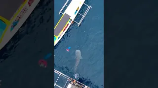 This was so AWESOME! Whale shark anyone?! 🤩#sailingfamily #whaleshark #indonesia #awesome