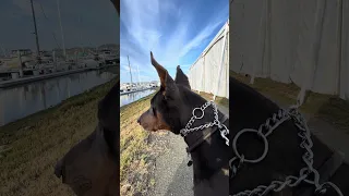 .. #fyp #dream #youtube #doberman #pets