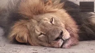 مرضي الجميعي الشده توريك حالة واتس 