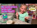 BUTTERFLY KIT Caterpillars to Butterflies Watch Me Grow My Butterflies