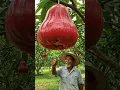 World Biggest Jambu ( Rose Apple)