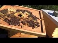 Beekeeping 5 rookie mistakes in this that you can learn from
