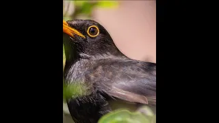 افضل صوت سمن و شحرور ٢٠٢١ دمج صوت سمن و شحرور Follow Me For More Bird Sounds سمن اصوات  افضل صوت سمن و شحرور ٢٠٢١ دمج صوت سمن و شحرور Follow Me For More Bird Sounds سمن اصوات