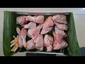 Download Lagu PILIHAN PINTAR KELUARGA HEBAT AYAM PROBIOTIK \u0026 HERBAL KAYA MANFAAT WA : 0813 3131 6182 JAKARTA PUSAT