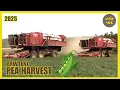 Download Lagu Erwten 2025 | FMC 979-AT uit 1994 en 1995 | Fendt 716 met hoogkipper | Mercedes-Benz |  Pea harvest