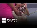 Lovable dogs from Shultz s Guest House up for adoption
