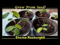 Growing Shorea Roxburghii Seeds - Two Great Methods