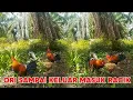 Lagu MIKAT AYAM HUTAN PART 6