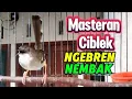 Download Lagu Ciblek kristal Gacor nembak ngebren