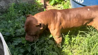 American Pitbull terrier 🔥#lekthebestkennel