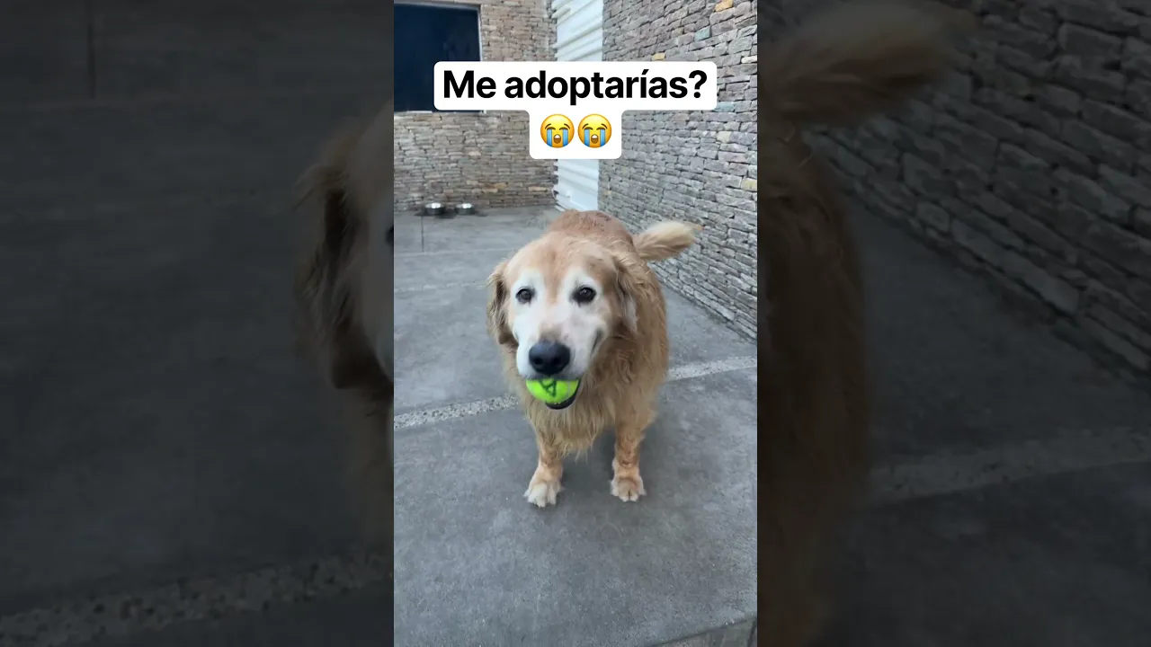 Me adoptarías 🐕🦮